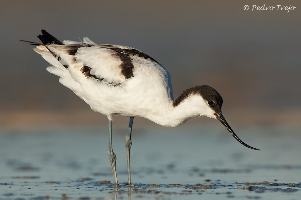 Avoceta (Recurvirostra avosetta)